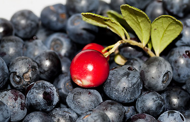 Image showing forest fruits