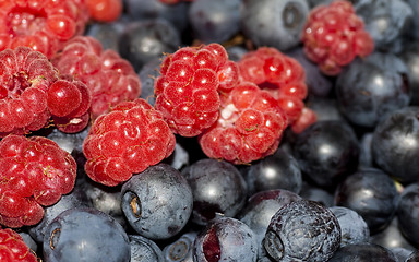 Image showing berries