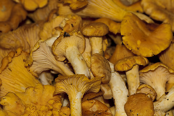 Image showing chanterelles