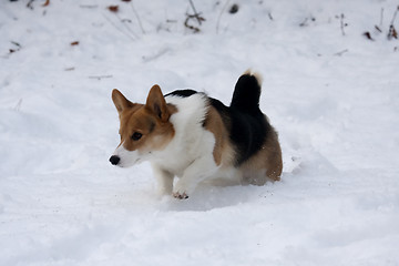 Image showing dog in snow