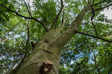 Image showing low viewpoint shot of trees