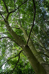 Image showing low viewpoint shot of trees