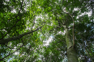 Image showing low viewpoint shot of trees