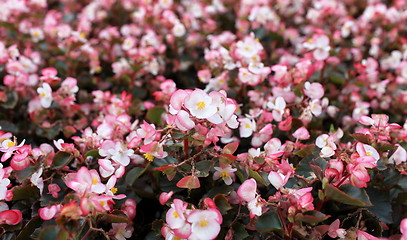 Image showing begonia flowers background