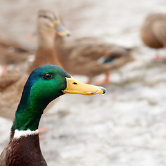 Image showing Mallard Duck 