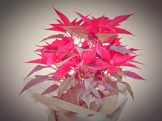 Image showing Poinsettia Christmas star