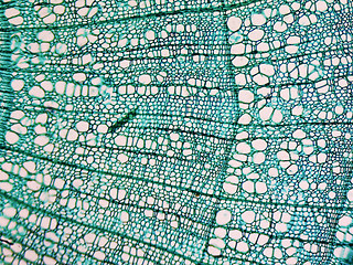 Image showing Tilia stem micrograph