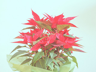 Image showing Poinsettia Christmas star