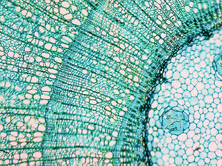 Image showing Tilia stem micrograph