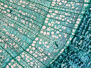 Image showing Tilia stem micrograph