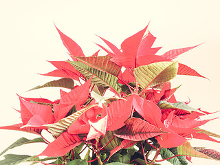 Image showing Poinsettia Christmas star