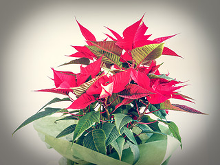 Image showing Poinsettia Christmas star