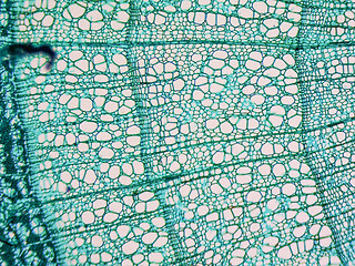 Image showing Tilia stem micrograph