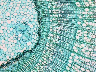 Image showing Tilia stem micrograph