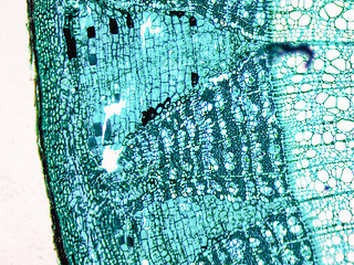 Image showing Tilia stem micrograph