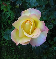 Image showing Rose_1_29.07.2004