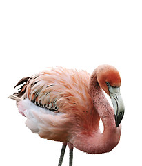 Image showing Pink Flamingo