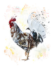 Image showing Colorful Rooster