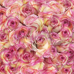 Image showing Roses Background