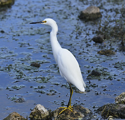 Image showing Snowy Egret