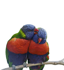 Image showing Rainbow Lorikeet Parrots