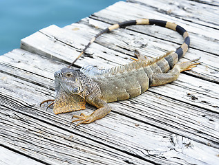 Image showing Iguana