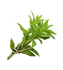 Image showing Peppermint