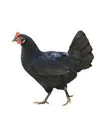 Image showing Black Chicken