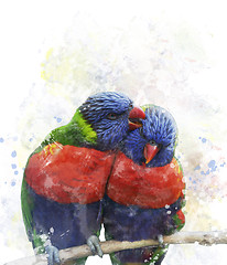 Image showing Rainbow Lorikeet Parrots