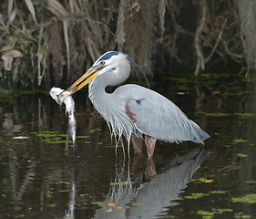 Image showing Great Blue Heron