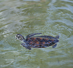 Image showing Young Sea Turtle
