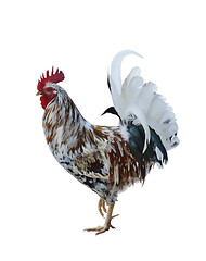 Image showing Colorful Rooster