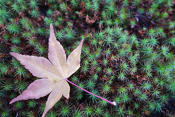 Image showing Maple leaves