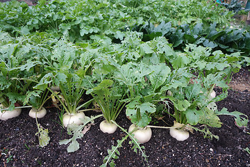 Image showing Organic radish