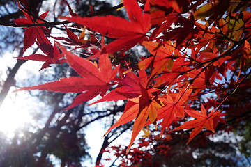 Image showing Autumn red maple leaves