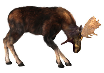 Image showing Moose