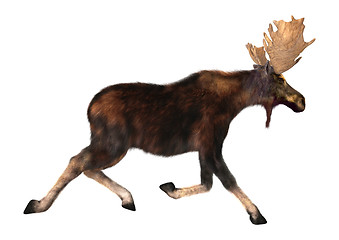 Image showing Running Moose