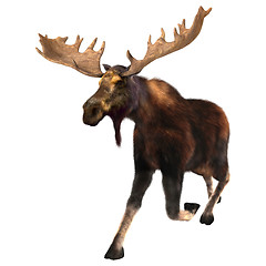 Image showing Running Moose