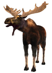 Image showing Moose