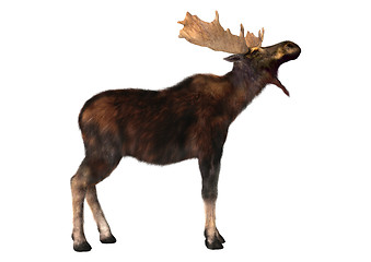 Image showing Moose