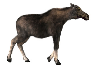 Image showing Female Moose