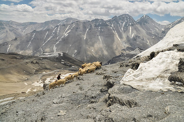 Image showing Sheep in Himalayas