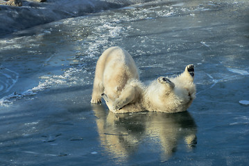 Image showing Polar bears