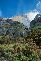 Image showing Torres del Paine