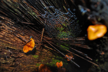 Image showing Forest floor