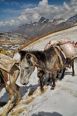 Image showing Mules in Himalayas