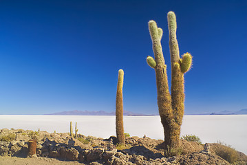 Image showing Cactus by slat planes