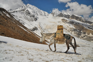 Image showing Mule in Himalayas