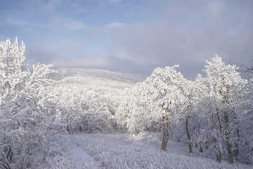 Image showing Winter