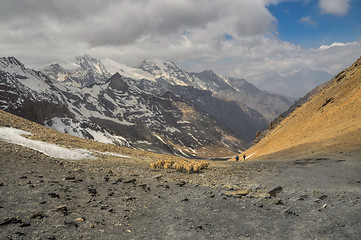 Image showing Sheep in Himalayas